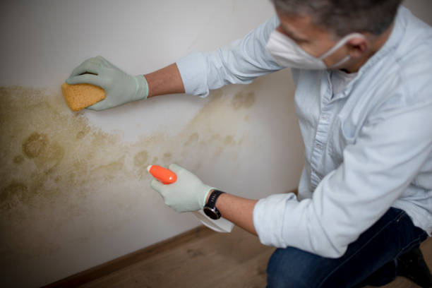 Office Mold Removal Services in Jena, LA