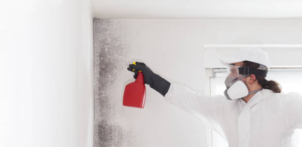 Mold Testing and Removal in Jena, LA