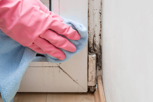 Best Mold Removal and Inspection  in Jena, LA